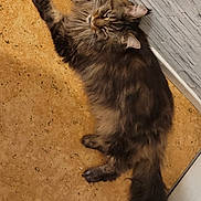Phénix participe au concours pour gagner de l'argent avec cette photo : animal, brown, cat, cozy, curious, cute, domestic_animal, feline, floor, fluffy, indoor, long_hair, lying_down, pet, relaxed, resting, tabby, tail, wall, whiskers