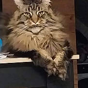 Phénix participe au concours pour gagner de l'argent avec cette photo : cat, fluffy, indoor, furniture, table, feline, long_hair, relaxed, pet, animal, tabby, whiskers, paws, ears, face, wood, domestic, mammal, resting, closeup