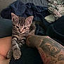 Felicity is registered to the contest to win money with this photo: kitten, cat, tabby, tattoo, arm, blanket, bed, indoor, feline, paws, resting, cute, pet, animal, fur, striped, cozy, relaxed, young, domestic