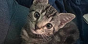 Felicity is registered to the contest to win money with this photo: kitten, cat, tabby, pet, animal, cute, paw, tattoo, blanket, fur, whiskers, closeup, resting, indoors, young, looking, face, ears, eyes, cozy