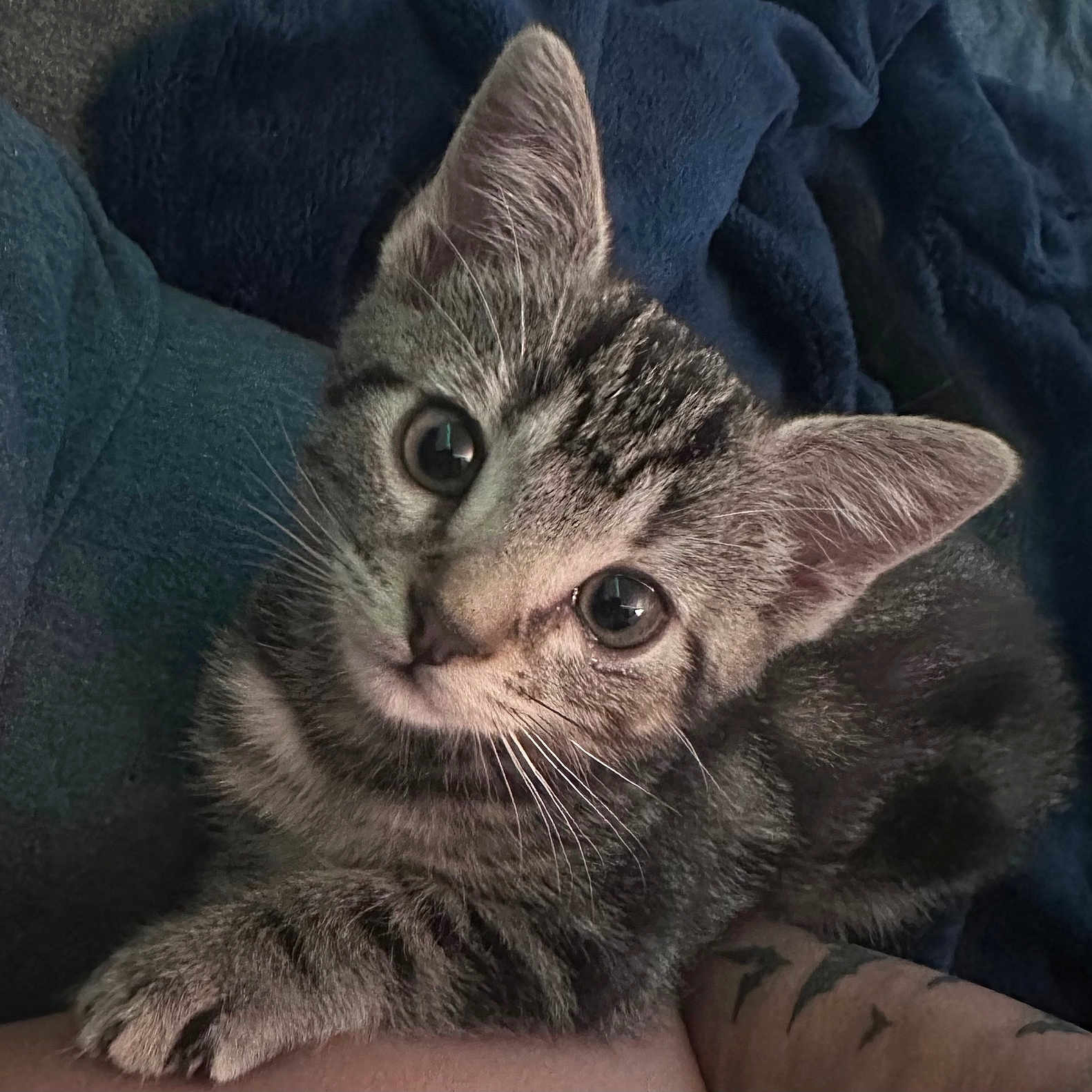 Felicity is registered to the contest to win money with this photo: animal, blanket, cat, closeup, cozy, cute, ears, eyes, face, fur, indoors, kitten, looking, paw, pet, resting, tabby, tattoo, whiskers, young