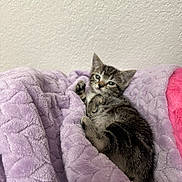 Felicity is registered to the contest to win money with this photo: kitten, cat, tabby, sleepy, cozy, blanket, plush, purple_blanket, pink_blanket, indoor, cute, pet, fur, animal, resting, small, young, mammal, comfort, relaxed