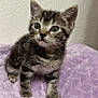 Felicity joined the competition — help win amazing prizes! kitten, cat, tabby, pet, animal, fur, whiskers, ears, paws, cute, young, indoor, blanket, purple, soft, fluffy, curious, small, domestic, feline