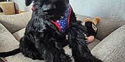 Archibald participe au concours pour gagner de l'argent avec cette photo : puppy, dog, black_dog, pet_sofa, harness, toy, indoor, floor, curious, fur, canine, animal, comfortable, resting, cozy, furniture, home, cute, young_dog, portrait