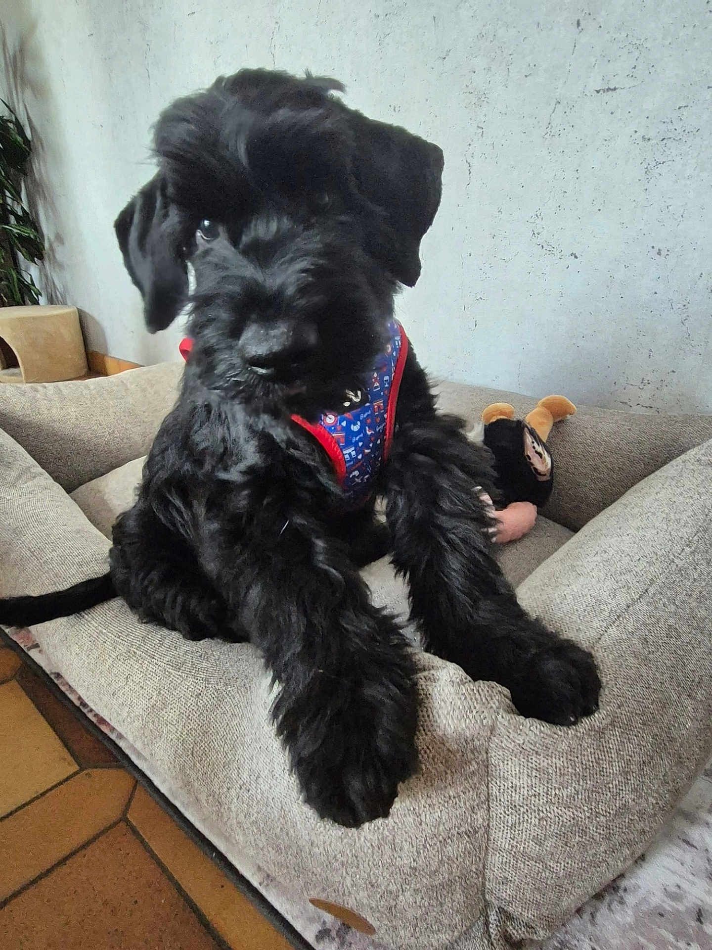 Archibald participe au concours pour gagner de l'argent avec cette photo : puppy, dog, black_dog, pet_sofa, harness, toy, indoor, floor, curious, fur, canine, animal, comfortable, resting, cozy, furniture, home, cute, young_dog, portrait
