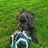 Archibald a rejoint le concours — aidez-le/la à gagner de superbes lots ! dog, black_dog, soccer_ball, grass, outdoor, playful, pet, animal, chewing, toy, green, nature, field, fur, canine, muzzle, eyes, paw, laying, sport