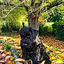 Archibald a rejoint le concours — aidez-le/la à gagner de superbes lots ! dog, black_dog, curly_fur, puppy, autumn, fall_leaves, yellow_leaves, orange_leaves, grass, tree, outdoor, nature, garden, sunlight, canine, pet, animal, leaf_litter, seasonal, daytime