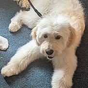 Teddy joined the competition — help win amazing prizes! dog, white_dog, fluffy, leash, carpet, indoor, pet, canine, lying_down, curly_fur, domestic_animal, animal, paw, snout, ears, tail, home, sock, close_up, companion