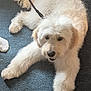 dog, white_dog, fluffy, leash, carpet, indoor, pet, canine, lying_down, curly_fur, domestic_animal, animal, paw, snout, ears, tail, home, sock, close_up, companion