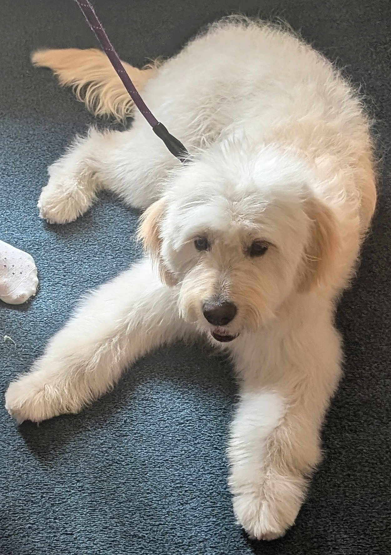 Teddy joined the competition — help win amazing prizes! dog, white_dog, fluffy, leash, carpet, indoor, pet, canine, lying_down, curly_fur, domestic_animal, animal, paw, snout, ears, tail, home, sock, close_up, companion