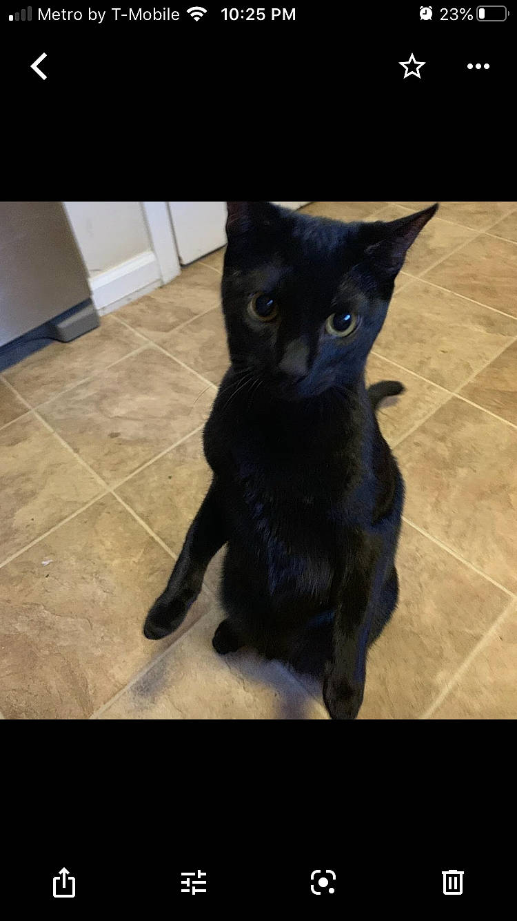 Dutch is registered to the contest to win money with this photo: asian, black, black_cat, bombay, burmese, carnivore, cat, domestic_short_haired_cat, felidae, fur, kitten, mammal, photo_caption, polydactyl_cat, sky, small_to_medium_sized_cats, snapshot, square, tail, whiskers
