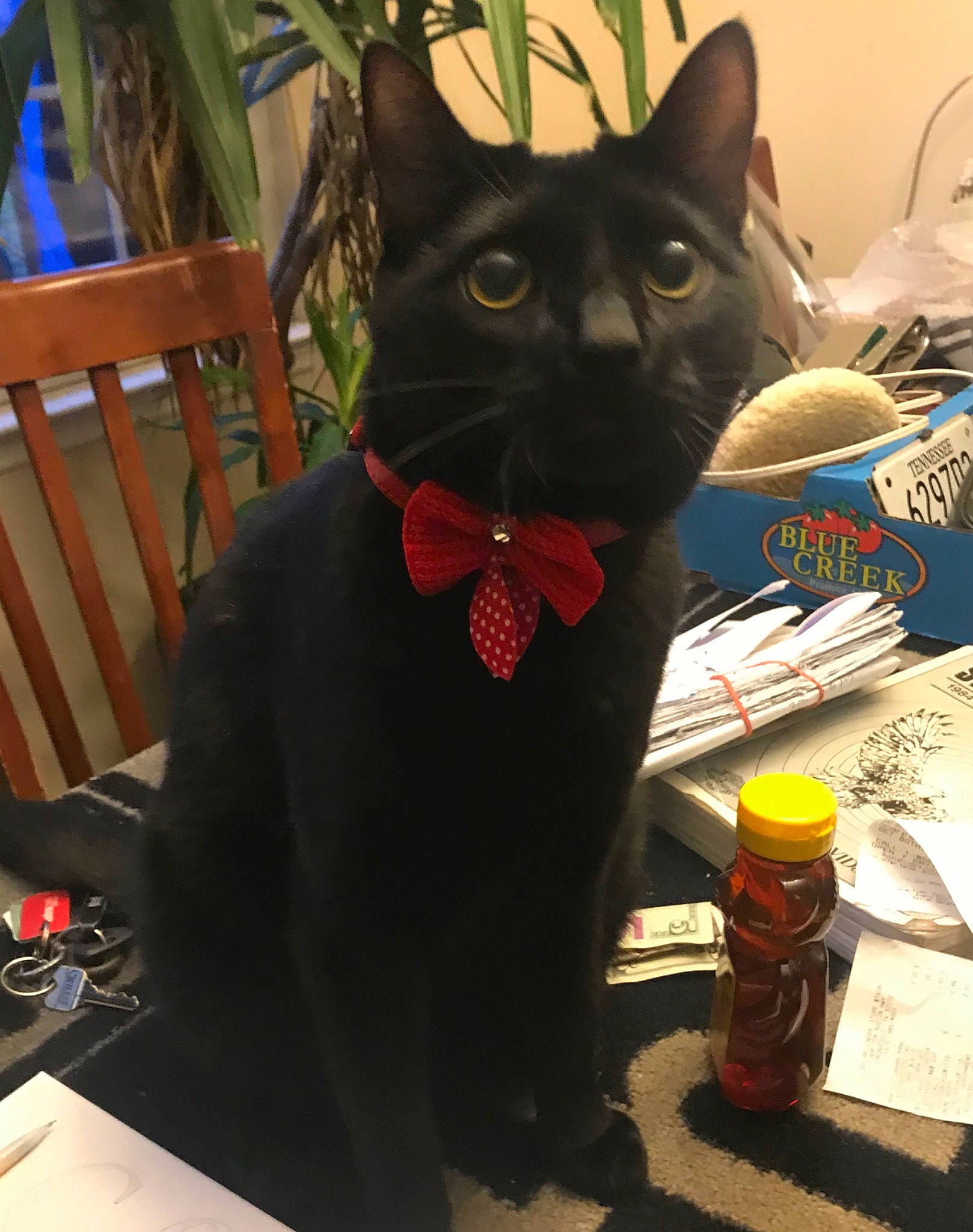 Dutch is registered to the contest to win money with this photo: asian, black_cat, bombay, burmese, carnivore, cat, chartreux, domestic_short_haired_cat, felidae, korat, russian_blue, small_to_medium_sized_cats, tail, whiskers