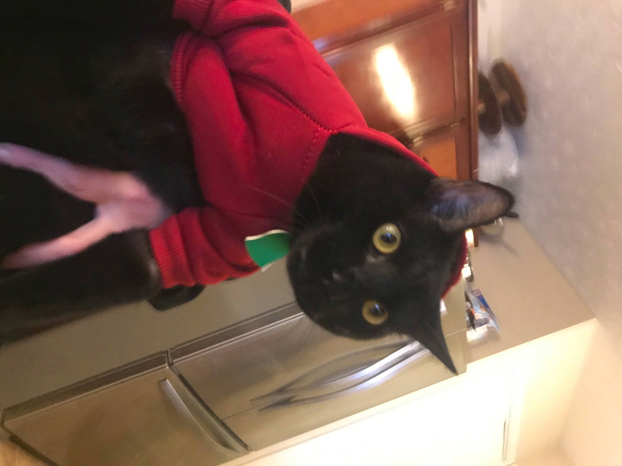 Dutch joined the competition — help win amazing prizes! black_cat, cat, felidae, small_to_medium_sized_cats, tail