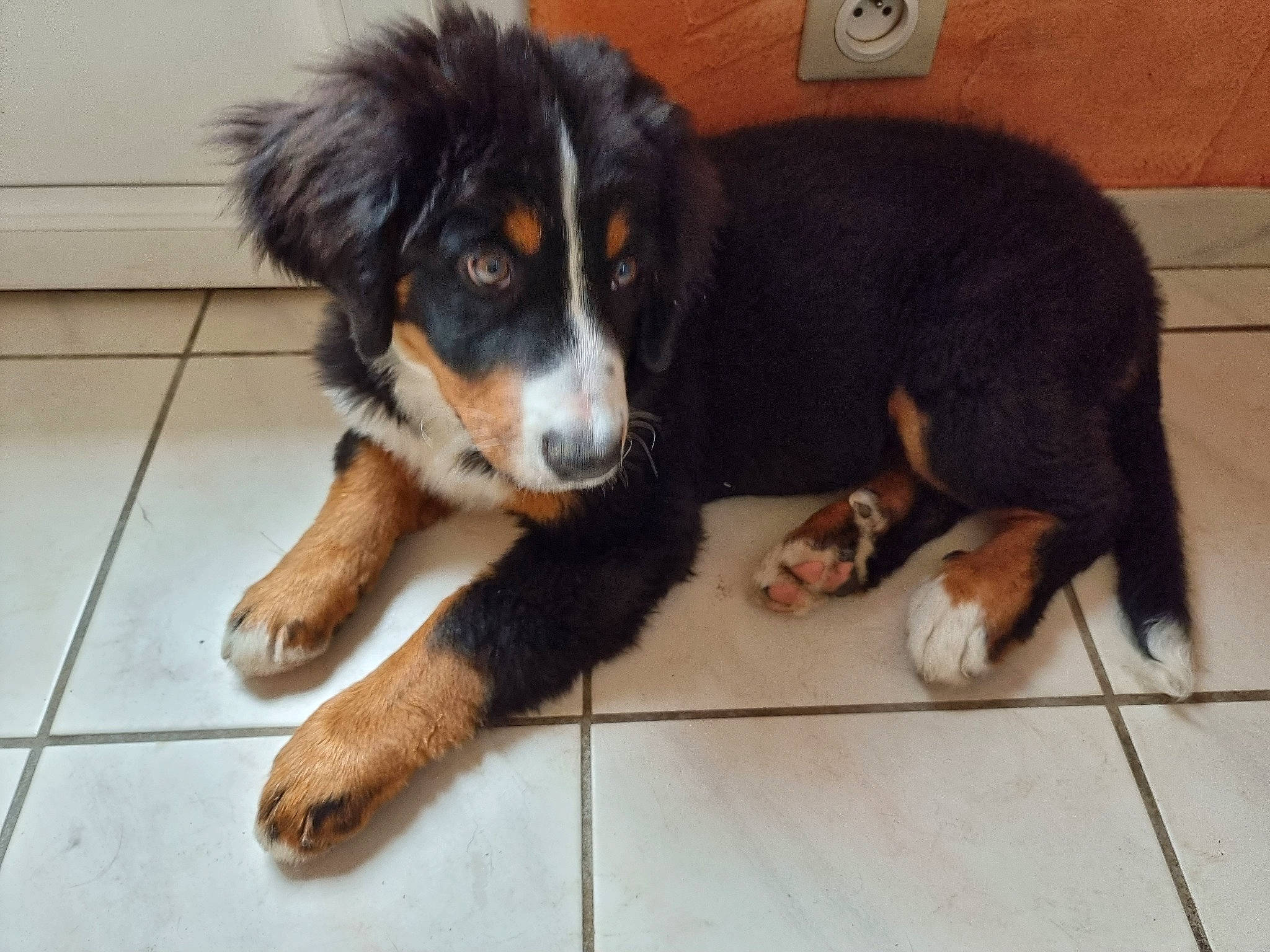 Sunshine participe au concours pour gagner de l'argent avec cette photo : australian_collie, bernese_mountain_dog, bored, canidae, carnivore, companion_dog, dog, dog_breed, flooring, fur, giant_dog_breed, herding_dog, mammal, paw, snout, sporting_group, terrestrial_animal, working_dog