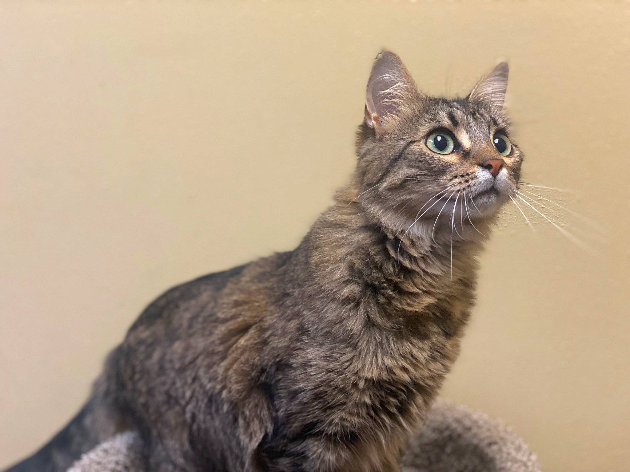 Shelby joined the competition — help win amazing prizes! balance, carnivore, cat, claw, domestic_short_haired_cat, felidae, fur, paw, sitting, small_to_medium_sized_cats, snout, tail, terrestrial_animal, whiskers, wildlife, window