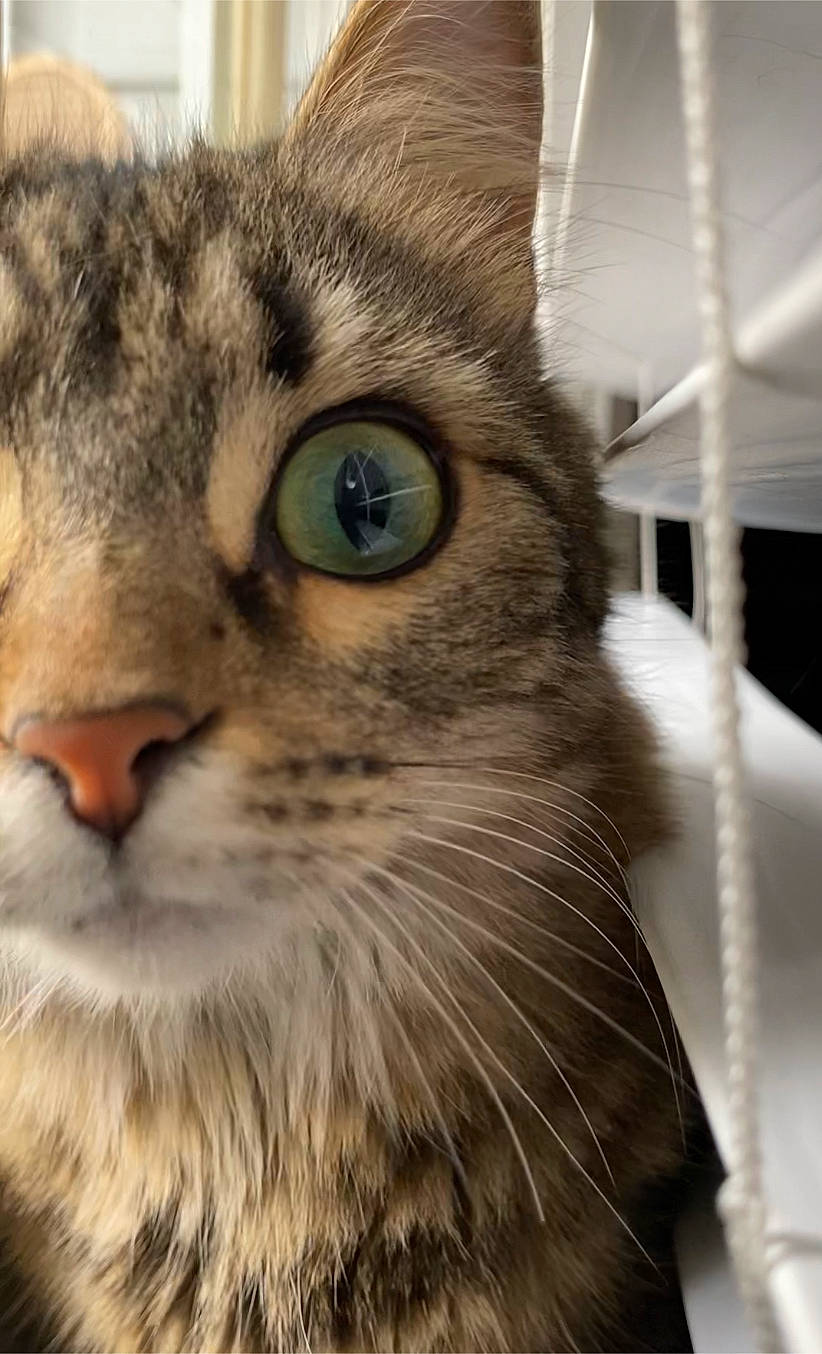 Shelby is registered to the contest to win money with this photo: carnivore, cat, domestic_short_haired_cat, felidae, fur, iris, paw, small_to_medium_sized_cats, snout, terrestrial_animal, whiskers, wildlife, window