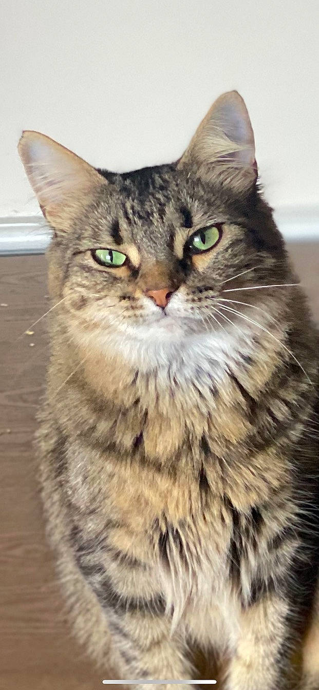 Shelby joined the competition — help win amazing prizes! carnivore, cat, domestic_short_haired_cat, felidae, fur, small_to_medium_sized_cats, snout, terrestrial_animal, whiskers, wildlife, wood