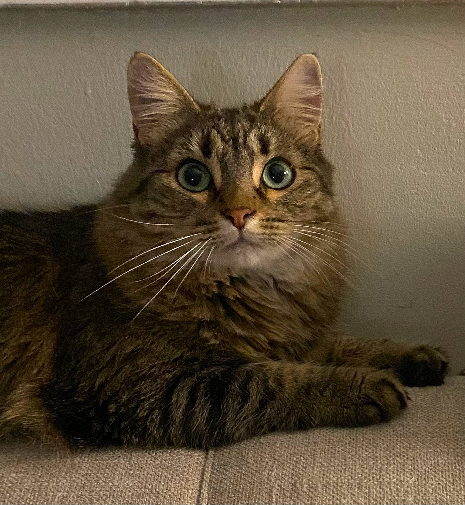 Shelby joined the competition — help win amazing prizes! carnivore, cat, claw, domestic_short_haired_cat, felidae, fur, paw, sitting, small_to_medium_sized_cats, snout, tail, terrestrial_animal, whiskers, wildlife, window