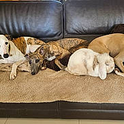 Snatch a rejoint le concours — aidez-le/la à gagner de superbes lots ! dog, rabbit, couch, pet, animal, resting, sleeping, fur, brown, white, cozy, indoor, blanket, relaxed, companion, cute, group, laying, ears, home