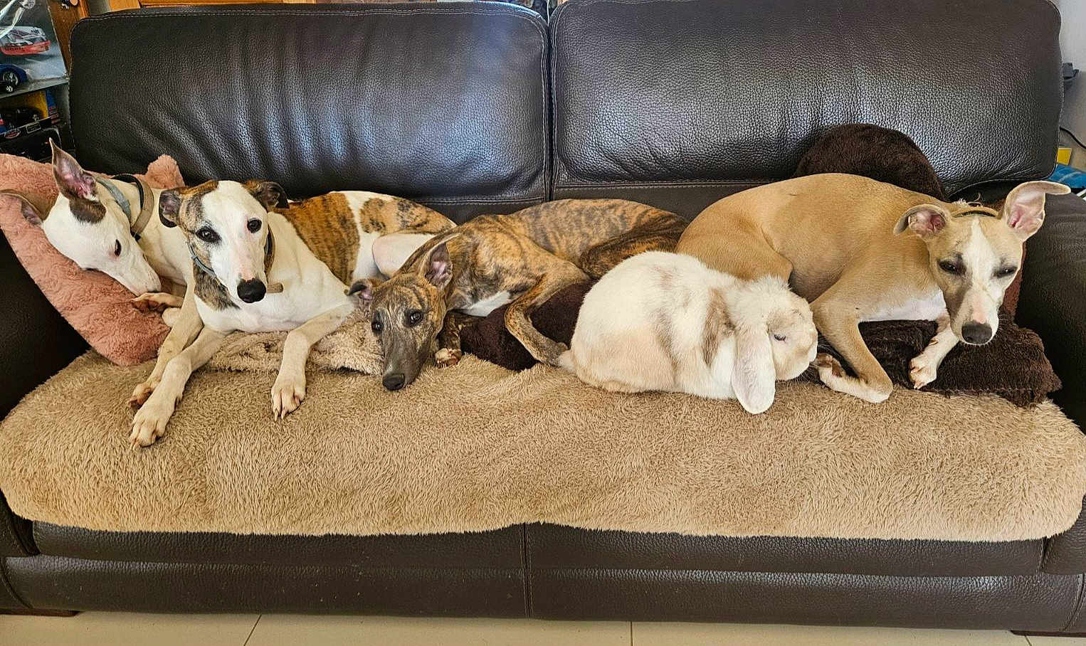 Snatch a rejoint le concours — aidez-le/la à gagner de superbes lots ! dog, rabbit, couch, pet, animal, resting, sleeping, fur, brown, white, cozy, indoor, blanket, relaxed, companion, cute, group, laying, ears, home