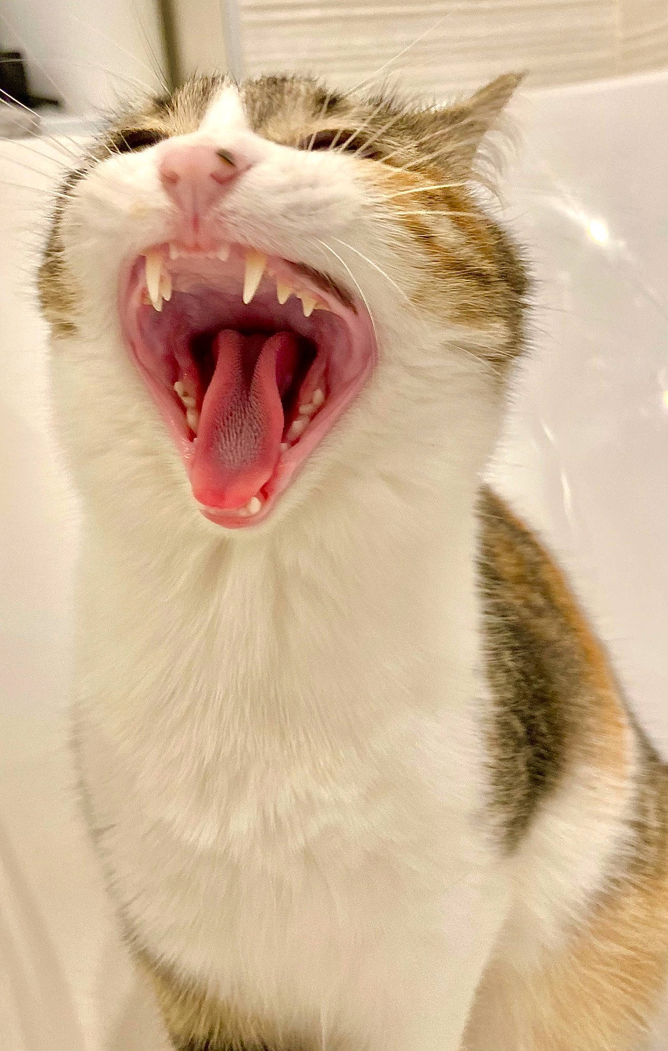 Zitoune a rejoint le concours — aidez-le/la à gagner de superbes lots ! carnivore, cat, domestic_short_haired_cat, fang, felidae, fur, jaw, paw, roar, small_to_medium_sized_cats, smile, snout, terrestrial_animal, tooth, whiskers, yawn