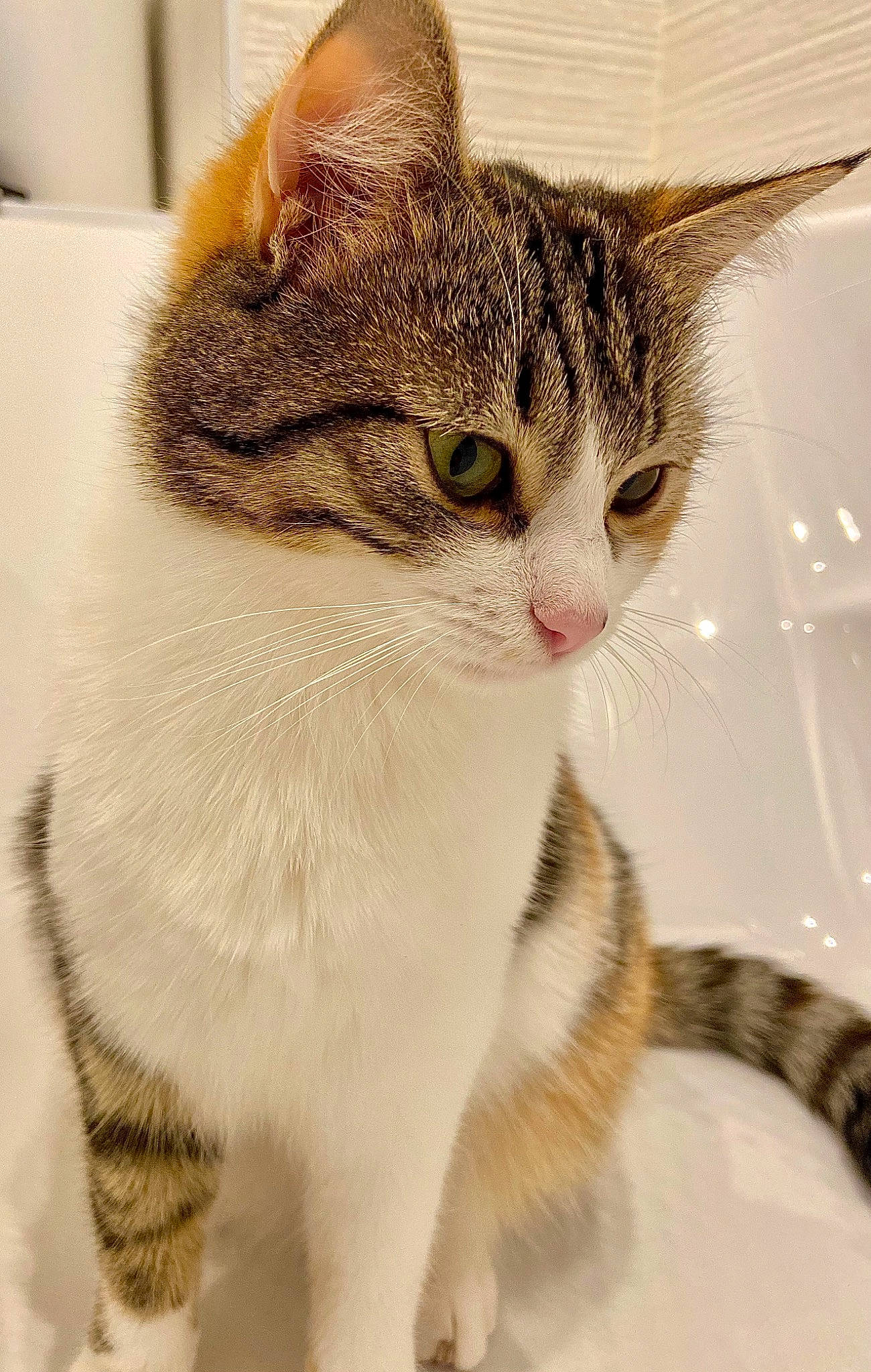 Zitoune a rejoint le concours — aidez-le/la à gagner de superbes lots ! carnivore, cat, claw, collar, domestic_short_haired_cat, eye, felidae, fur, paw, pet_supply, photo_caption, small_to_medium_sized_cats, snout, tail, terrestrial_animal, whiskers, window