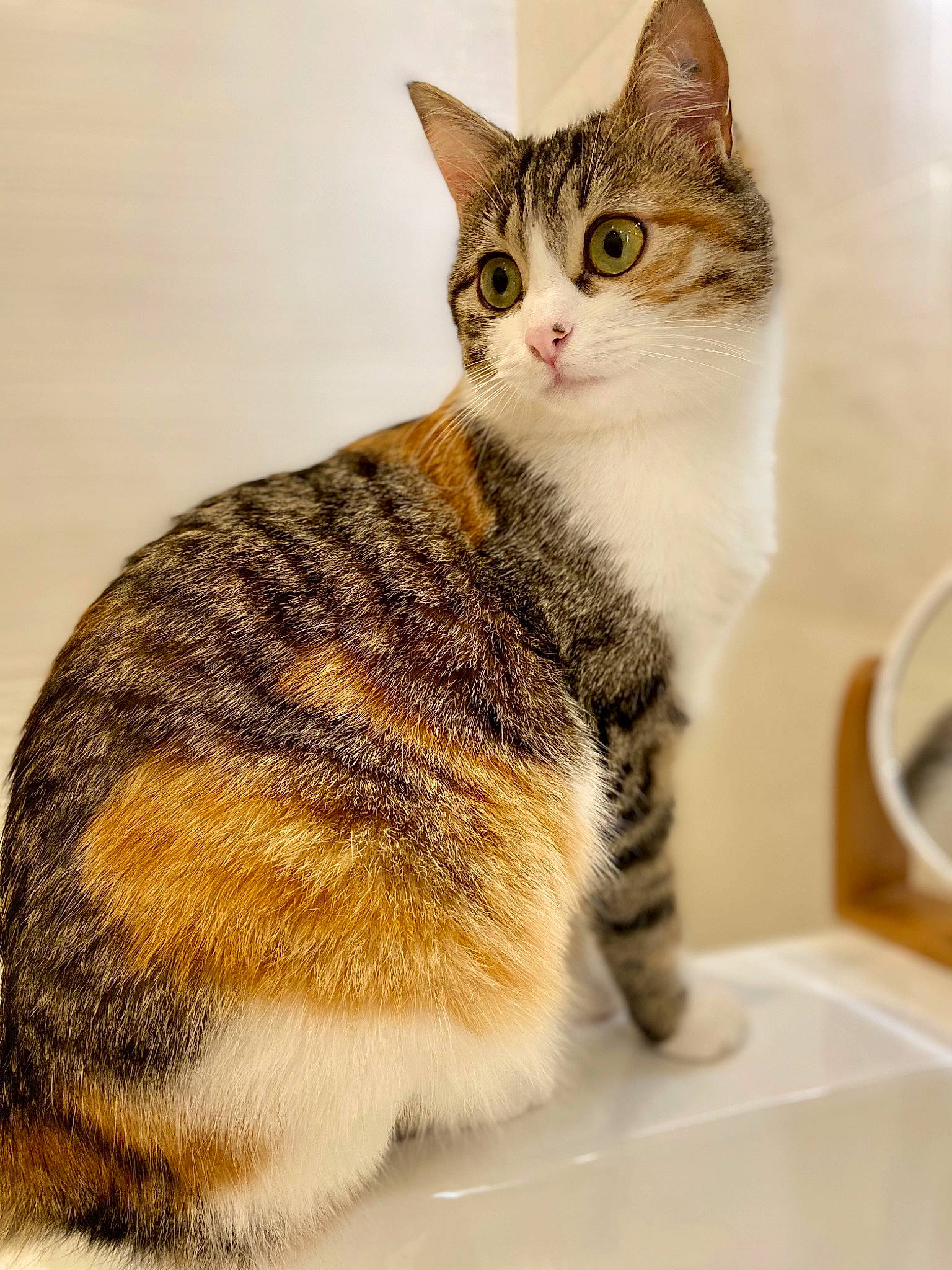 Zitoune participe au concours pour gagner de l'argent avec cette photo : art, carnivore, cat, claw, domestic_short_haired_cat, felidae, fur, paw, photo_caption, serveware, sitting, small_to_medium_sized_cats, snout, tail, terrestrial_animal, whiskers