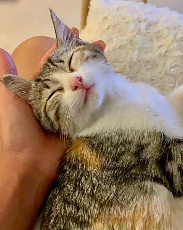 Zitoune a rejoint le concours — aidez-le/la à gagner de superbes lots ! carnivore, cat, claw, comfort, domestic_short_haired_cat, fawn, felidae, foot, fur, gesture, nail, nap, paw, plant, sitting, sleep, small_to_medium_sized_cats, snout, tail, whiskers