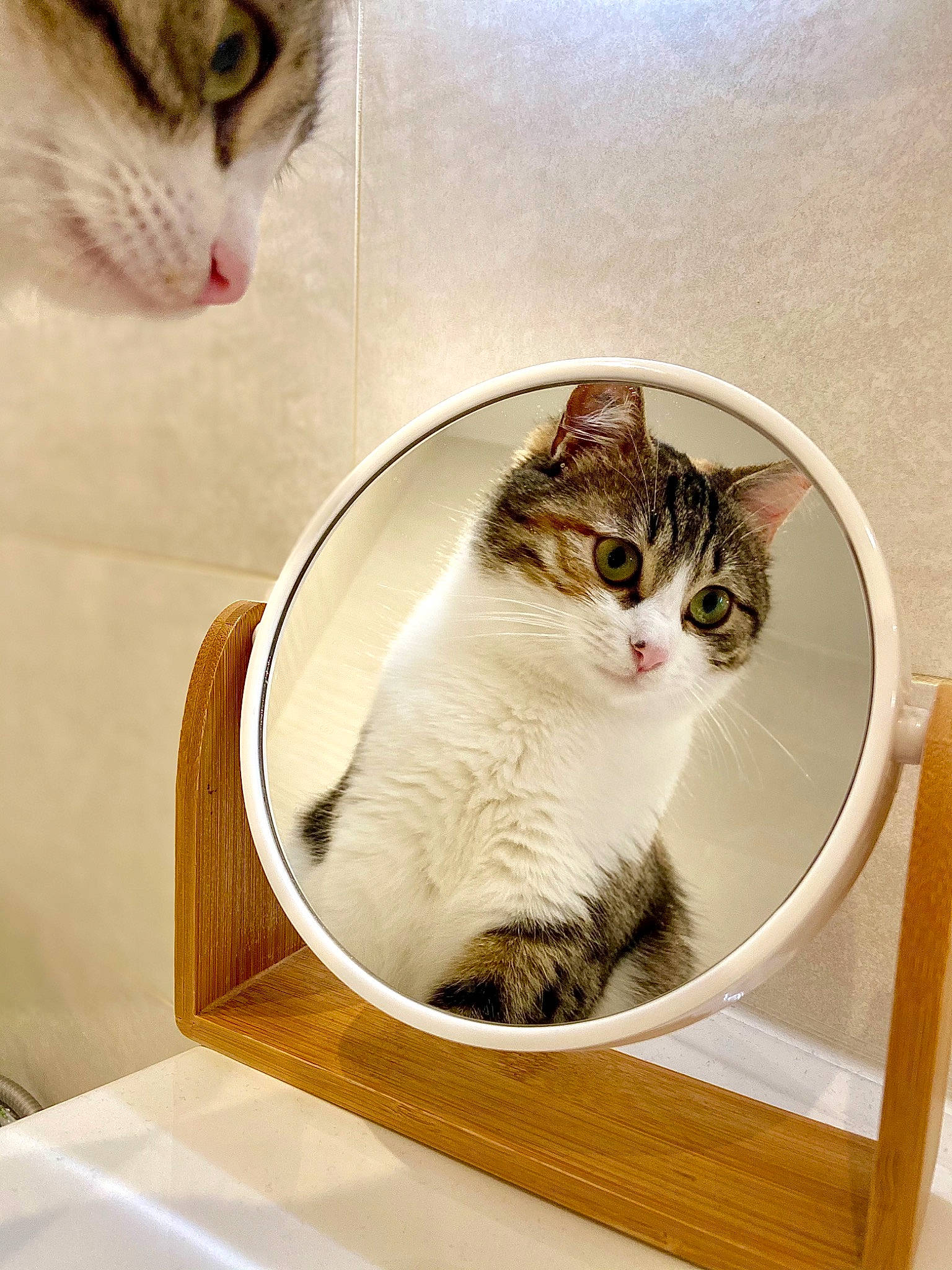 Zitoune participe au concours pour gagner de l'argent avec cette photo : art, box, carnivore, cat, cat_supply, comfort, domestic_short_haired_cat, felidae, fur, mammal, paw, pet_supply, photo_caption, rectangle, room, small_to_medium_sized_cats, snout, tail, vertebrate, whiskers