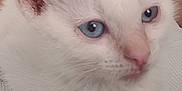 Salty is registered to the contest to win money with this photo: kitten, cat, white_fur, blue_eyes, close_up, pet, animal, cute, indoor, patterned_background, texture, fur, whiskers, face, small, young, domestic_cat, curious, soft, ears