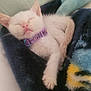 kitten, sleeping, white_cat, purple_collar, bee_pattern, blanket, soft_fur, cozy, indoor, pet, resting, cute, animal, feline, domestic_cat, close_up, relaxed, paw, snuggling, comfort