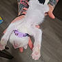 kitten, cat, white_cat, pet, purple_collar, tattooed_arms, human_hands, upside_down, indoor, wooden_floor, cute, furry, animal, small_paws, pink_pads, stretching, playing, domestic_cat, collar_bell, relaxed
