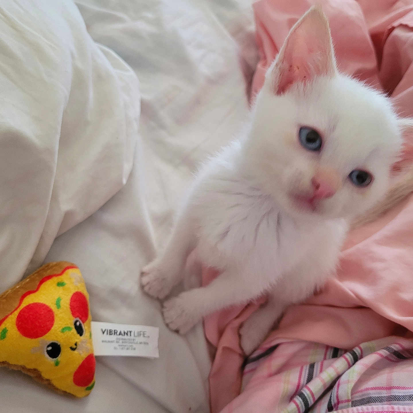 Salty is registered to the contest to win money with this photo: animal, bed, blanket, blue_eyes, cat, cozy, cute, feline, indoor, kitten, pet, pink_fabric, pizza_toy, playful, plush_toy, small, soft, white_fabric, white_fur, young
