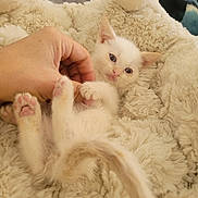 Salty joined the competition — help win amazing prizes! kitten, white_cat, paw_pads, hand, fluffy_blanket, soft_texture, pet, cute, playful, indoor, animal, small, feline, resting, cozy, young, fur, pink_paws, relaxed, touch