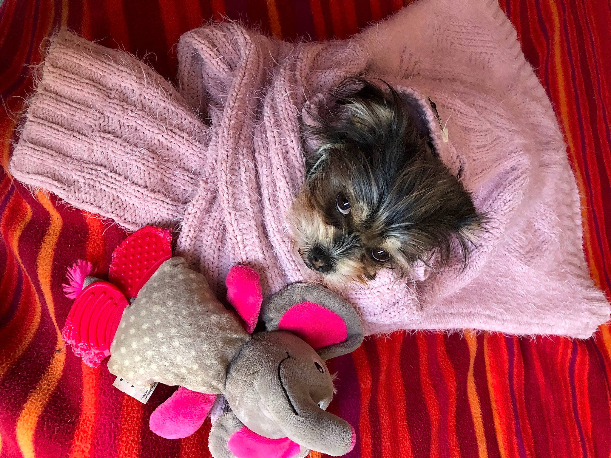 Paillette participe au concours pour gagner de l'argent avec cette photo : canidae, carmine, carnivore, comfort, companion_dog, dog, dog_breed, dog_clothes, dog_supply, fawn, fur, liver, magenta, paw, small_terrier, snout, stuffed_toy, toy, toy_dog, working_animal