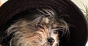 Paillette participe au concours pour gagner de l'argent avec cette photo : biewer_terrier, canidae, carnivore, companion_dog, dog, dog_bed, dog_breed, dog_supply, fur, liver, non_sporting_group, schnauzer, small_terrier, snout, sporting_group, terrestrial_animal, terrier, tibetan_terrier, toy_dog, working_animal
