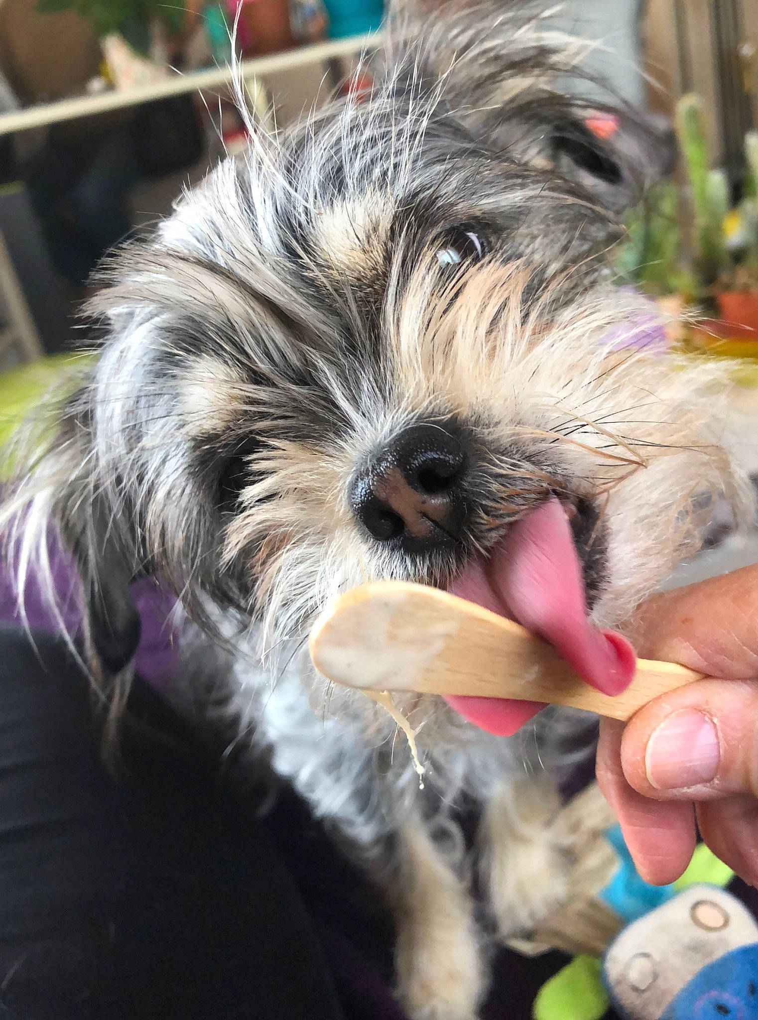 Paillette a rejoint le concours — aidez-le/la à gagner de superbes lots ! biewer_terrier, canidae, carnivore, companion_dog, dog, dog_breed, dog_supply, fur, nail, paw, poodle_crossbreed, puppy_love, shih_poo, small_terrier, snout, sporting_group, terrier, tibetan_terrier, toy_dog, working_animal