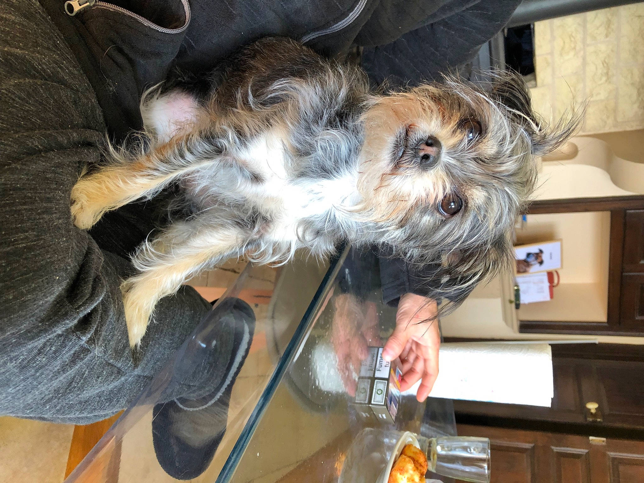 Paillette participe au concours pour gagner de l'argent avec cette photo : canidae, carnivore, companion_dog, dog, dog_breed, fur, shelf, small_terrier, snout, sporting_group, terrier, toy_dog, water_dog, working_animal