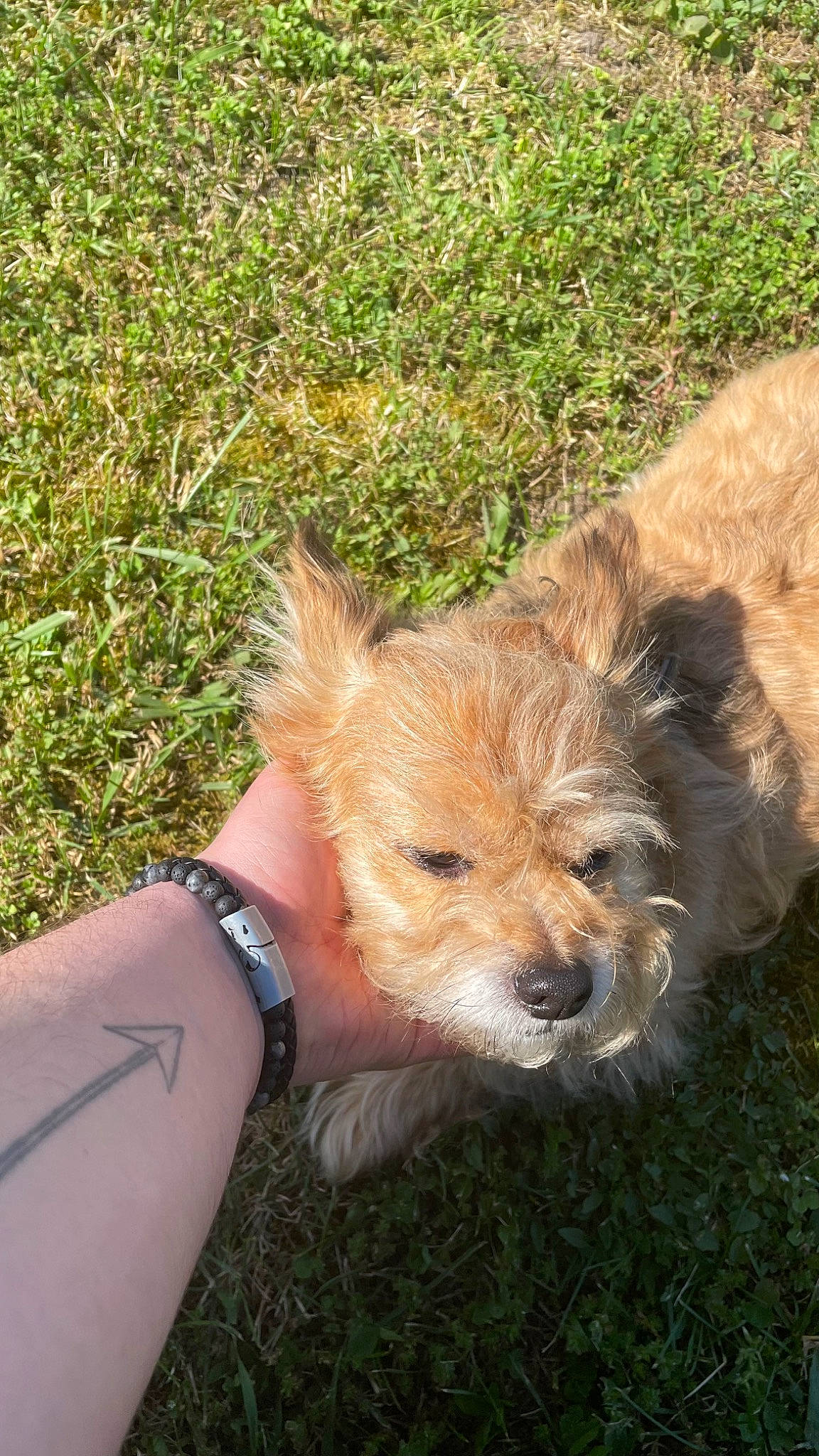 Maki participe au concours pour gagner de l'argent avec cette photo : bracelet, canidae, carnivore, clock, companion_dog, dog, dog_breed, fawn, fur, grass, human_leg, plant, small_terrier, snout, sporting_group, terrestrial_animal, terrier, toy_dog, watch, wrist