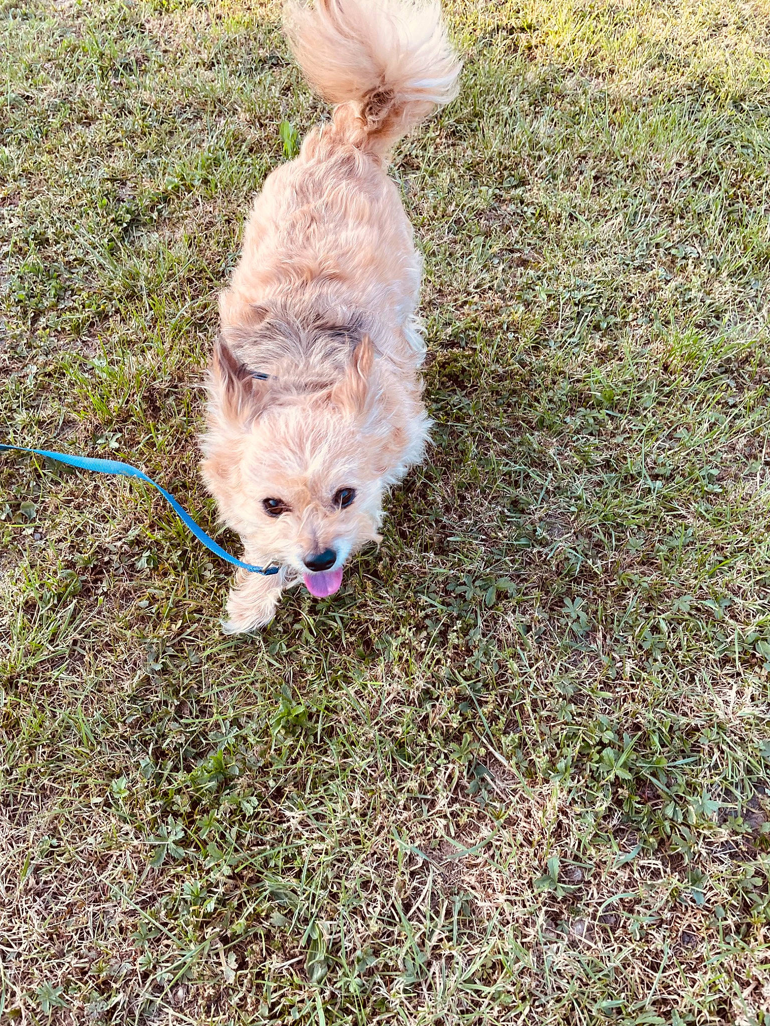 Maki a rejoint le concours — aidez-le/la à gagner de superbes lots ! canidae, carnivore, collar, companion_dog, dog, dog_breed, dog_collar, dog_walking, fawn, fur, grass, leash, pet_supply, snout, soil, sporting_group, tail, terrier, toy_dog, working_animal