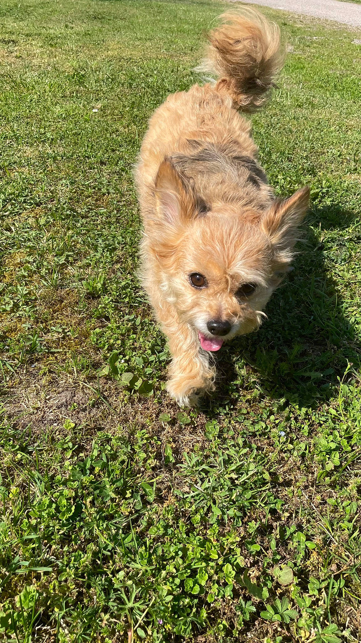 Maki participe au concours pour gagner de l'argent avec cette photo : canidae, carnivore, companion_dog, dog, dog_breed, fawn, fur, grass, groundcover, liver, plant, small_terrier, snout, sporting_group, tail, terrestrial_animal, terrier, toy_dog, yorkipoo, yorkshire_terrier