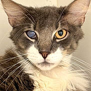 Wallace is registered to the contest to win money with this photo: cat, close_up, portrait, fluffy, fur, gray_fur, white_fur, heterochromia, golden_eye, blue_eye, whiskers, ears, animal, pet, feline, indoor, looking_at_camera, symmetrical, serious_expression, photography