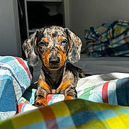 Zaya participe au concours pour gagner de l'argent avec cette photo : dog, puppy, dachshund, bed, blanket, striped, indoor, sunlight, pet, animal, cute, fur, ears, face, resting, colorful, cozy, portrait, young, domestic