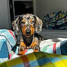 dog, puppy, dachshund, bed, blanket, striped, indoor, sunlight, pet, animal, cute, fur, ears, face, resting, colorful, cozy, portrait, young, domestic