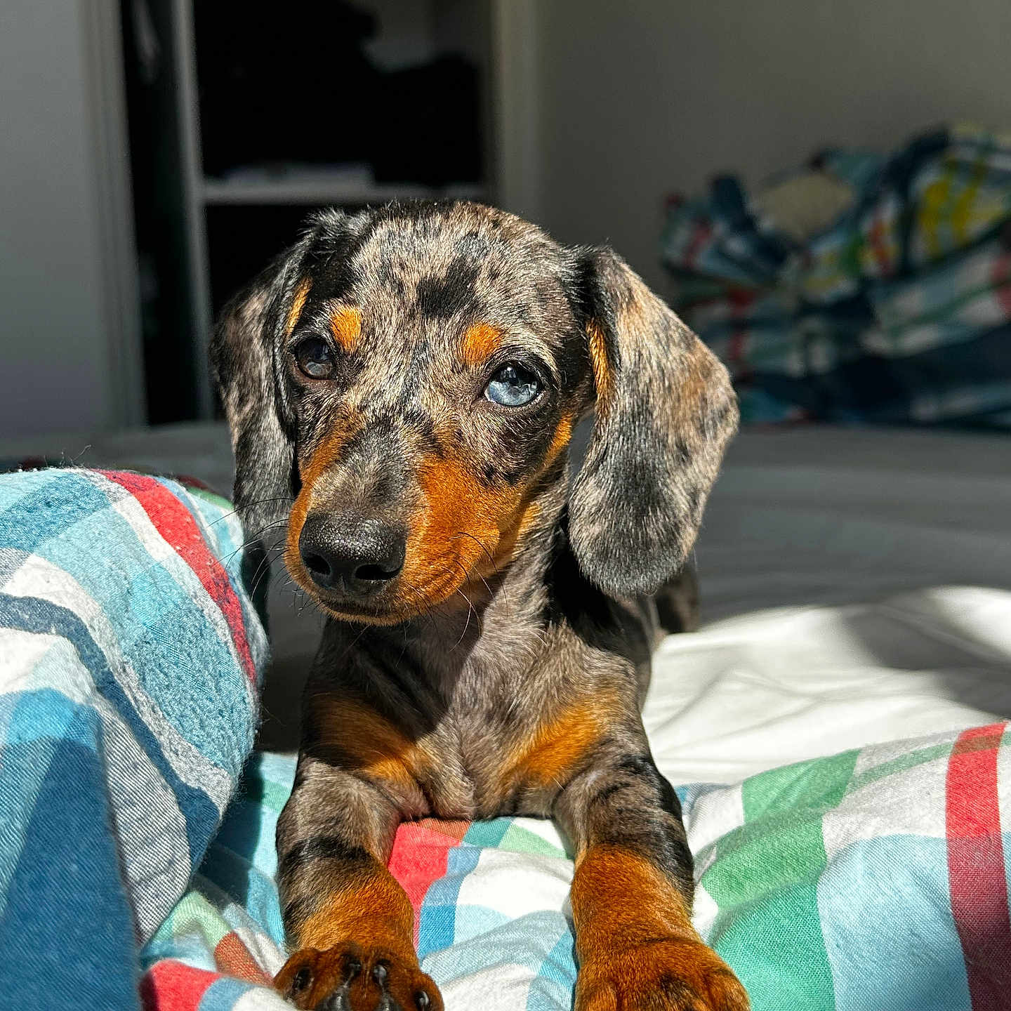 Zaya a rejoint le concours — aidez-le/la à gagner de superbes lots ! dog, puppy, dachshund, merle_coat, pet, animal, bed, blanket, striped, colorful, indoor, sunlight, cute, young, ears, paws, fur, portrait, relaxed, curious