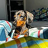 Zaya a rejoint le concours — aidez-le/la à gagner de superbes lots ! dog, puppy, dachshund, bed, blanket, colorful, indoor, sunlight, cozy, furniture, patterned, animal, pet, cute, portrait, resting, young, ears, snout, fur