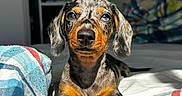 Zaya participe au concours pour gagner de l'argent avec cette photo : dog, puppy, dachshund, indoor, blanket, striped, colorful, pet, animal, cute, fur, portrait, sunlight, bed, cozy, relaxing, canine, small_dog, looking, young