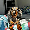dog, puppy, dachshund, indoor, blanket, striped, colorful, pet, animal, cute, fur, portrait, sunlight, bed, cozy, relaxing, canine, small_dog, looking, young