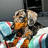 Zaya a rejoint le concours — aidez-le/la à gagner de superbes lots ! dog, puppy, dachshund, blue_eyes, fur, pet, indoor, blanket, striped, colorful, sunlight, close_up, cute, animal, canine, resting, young, portrait, cozy, warm_light