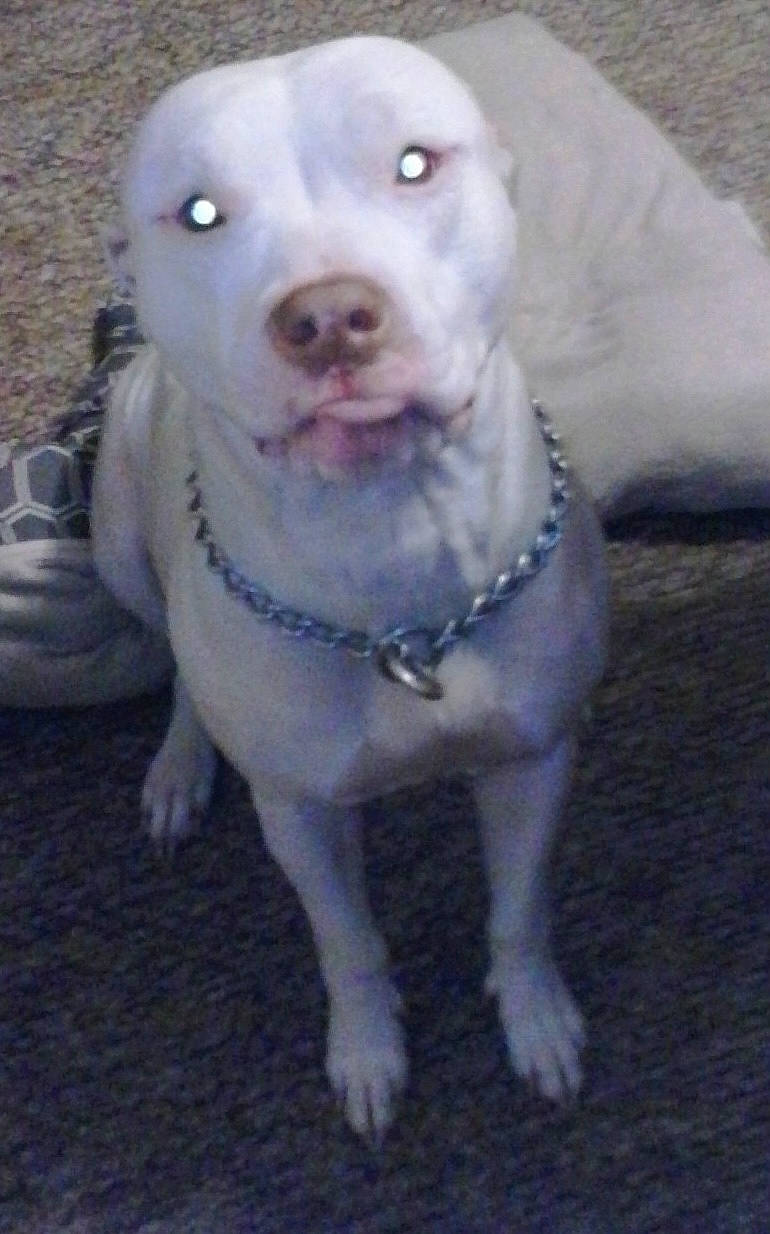 Kenzee joined the competition — help win amazing prizes! canidae, carnivore, collar, companion_dog, dog, dog_breed, dog_collar, dogo_guatemalteco, fawn, non_sporting_group, pet_supply, sporting_group, whiskers, working_animal